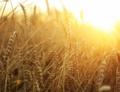 Изменения в условиях поддержки страхования сельского хозяйства