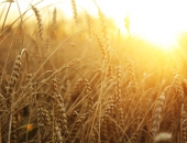 Владельцам сельскохозяйственных земель обеспечат соразмерное повышение налога