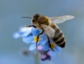 Информация СГД: поправки в Законе о НМП