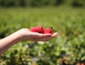 Для сезонных сельскохозяйственных работников – особый режим уплаты налогов