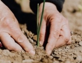 К сезонным сельскохозяйственным работникам применяется особый налоговый режим