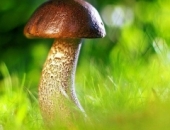 За доходы от дикорастущих даров природы до 3000 евро не нужно уплачивать подоходный налог 