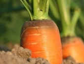 Облегчают трудоустройство сезонных сельскохозяйственных рабочих