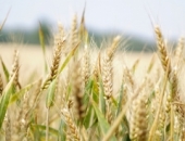 Специальный налоговый режим для сезонных сельскохозяйственных рабочих