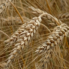 Служба государственных доходов 