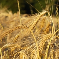 Служба государственных доходов 