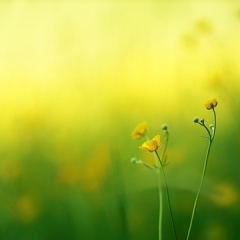 Элина Кравченко